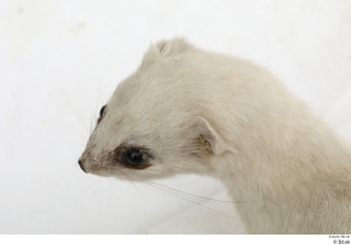 Weasel head 0009.jpg